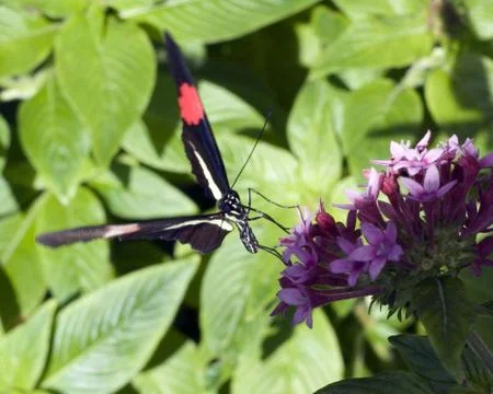 Butterfly Stock Photos