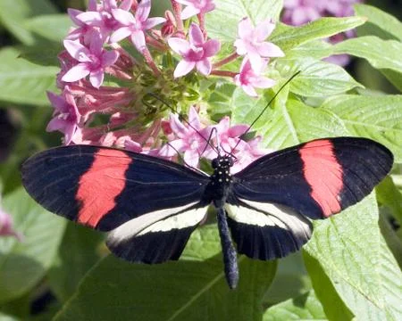 Butterfly Stock Photos