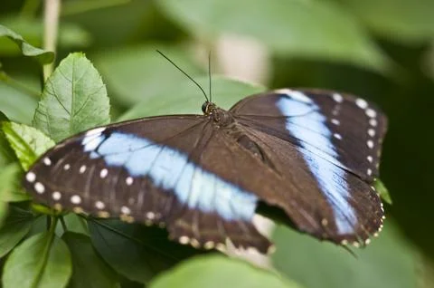 Butterfly Stock Photos