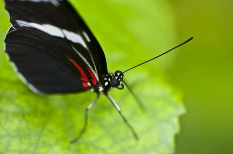 Butterfly Stock Photos