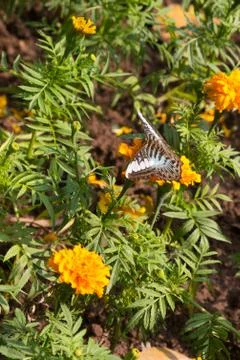 Butterfly Stock Photos