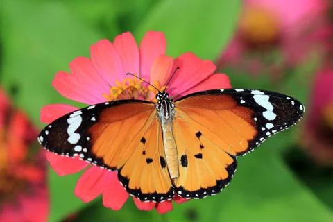 Butterfly Stock Photos