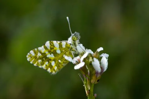 Butterfly Stockfoto's