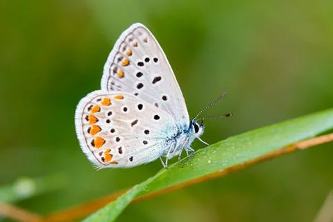 Butterfly Stock Photos