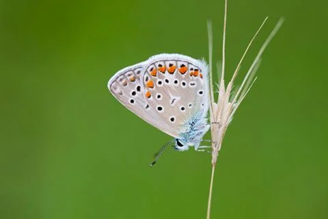 Butterfly Stock Photos