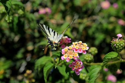Butterfly Stock Photos