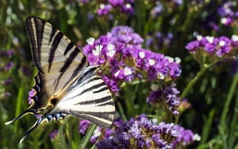 Butterfly Stock Photos