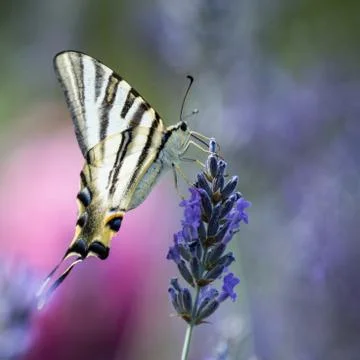 Butterfly Stock Photos