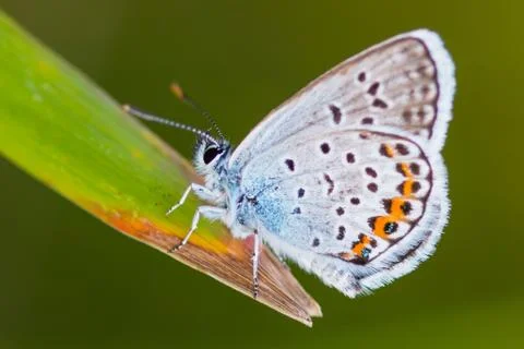 Butterfly Stock Photos