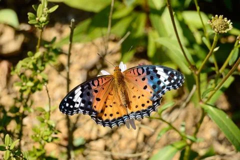 Butterfly Stock Photos