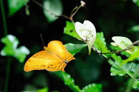 Butterfly Stock Photos