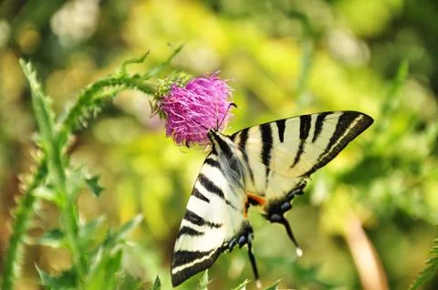 Butterfly Foto stock
