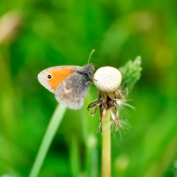 Butterfly Stock Photos