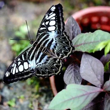 Butterfly Stock Photos