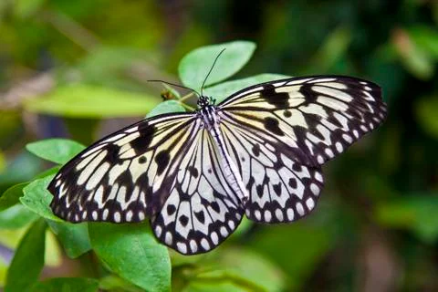 Butterfly Stock Photos