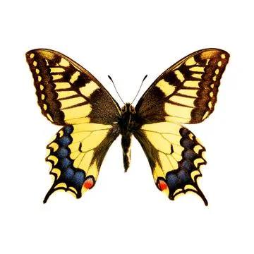 Butterfly Stock Photos