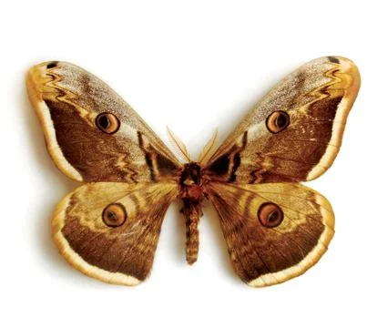 Butterfly Stock Photos