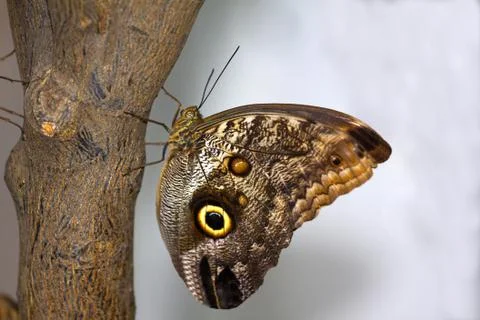 Butterfly Stock Photos