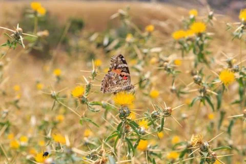 Butterfly Stock Photos
