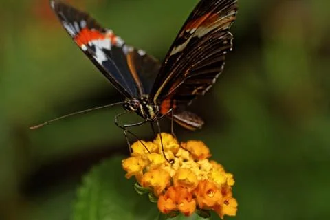 Butterfly Stock Photos