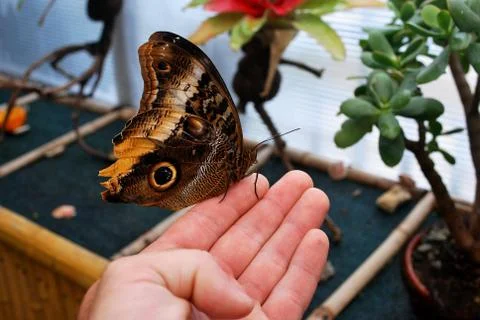 Butterfly Stock Photos