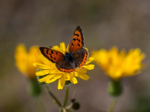 Butterfly 스톡 사진