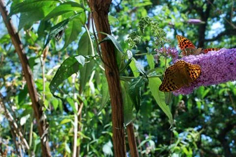 Butterfly Stock Photos