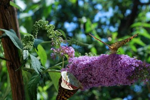 Butterfly Stock Photos