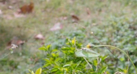 Butterfly Stock Photos