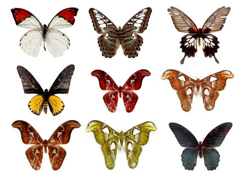 Butterfly Stock Photos