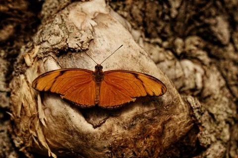 Butterfly Stock Photos