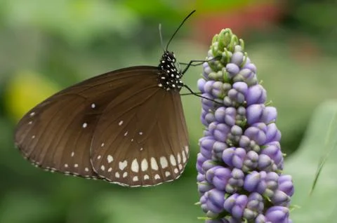 Butterfly Stock Photos