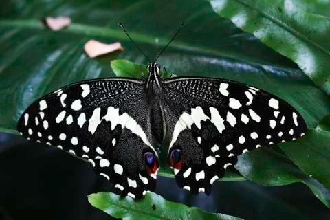 Butterfly Stock Photos