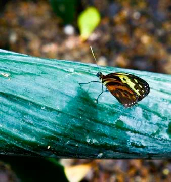 Butterfly Stock Photos