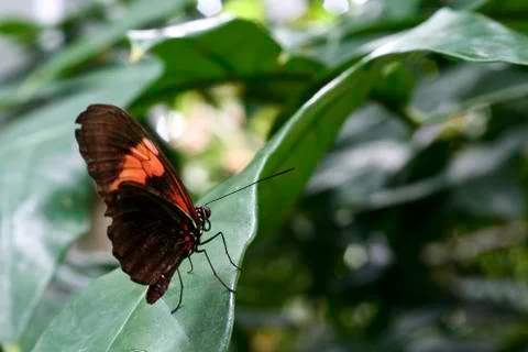 Butterfly Stock Photos