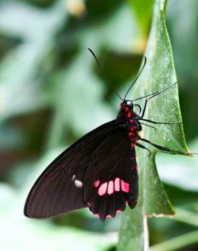Butterfly Stock Photos