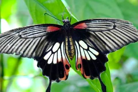 Butterfly Stock Photos