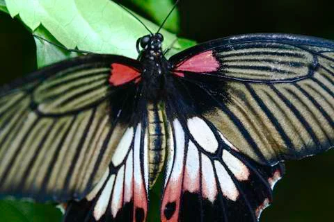 Butterfly 스톡 사진