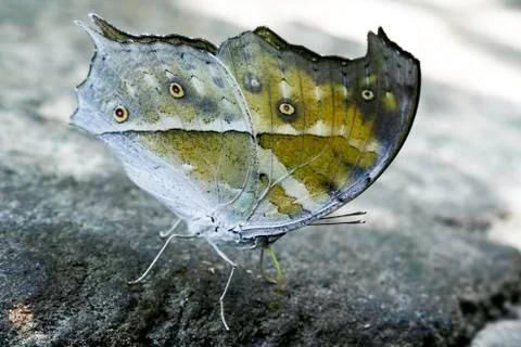 Butterfly Stock Photos