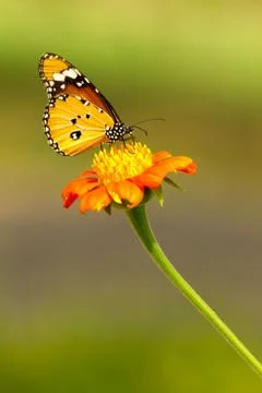 Butterfly Stock Photos