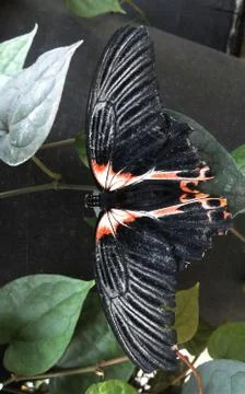 Butterfly Stock Photos