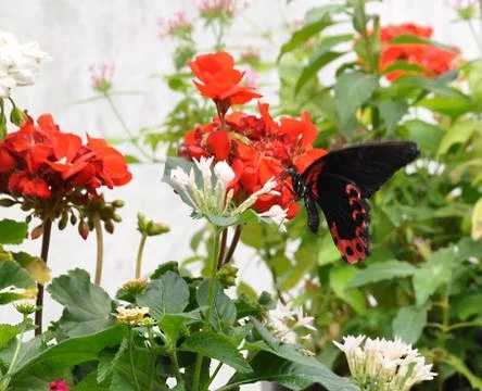 Butterfly Stock Photos