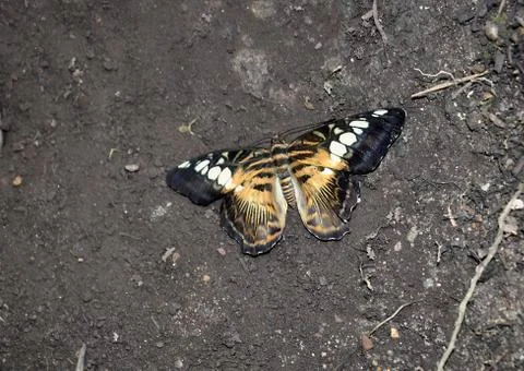 Butterfly Stock Photos