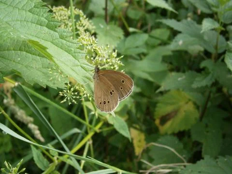 Butterfly 스톡 사진