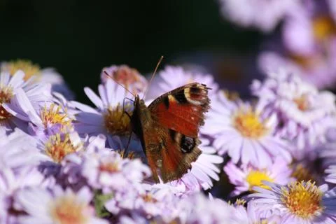 Butterfly Foto stock