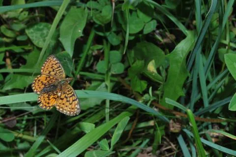 Butterfly Stock Photos