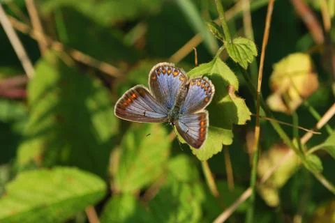 Butterfly Stock Photos