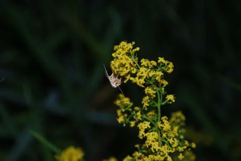 Butterfly Stock Photos