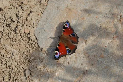 Butterfly Stock Photos