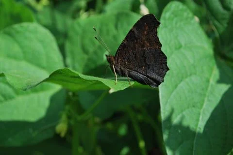Butterfly Stock Photos